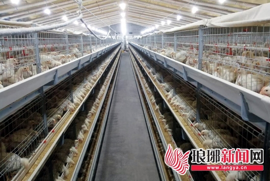 空气能供热 生物除臭 平邑推进肉鸡养殖绿色发展